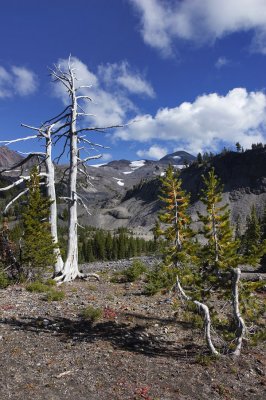 Obsidian Falls trail - Middle Sister