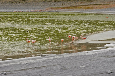 Laguna Amarga - Flamingos