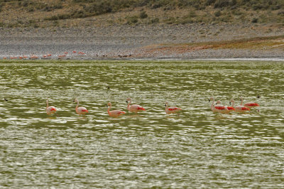 Laguna Amarga - Flamingos