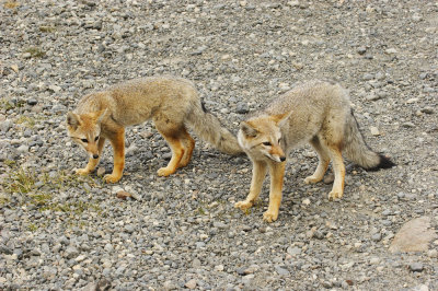 Foxes