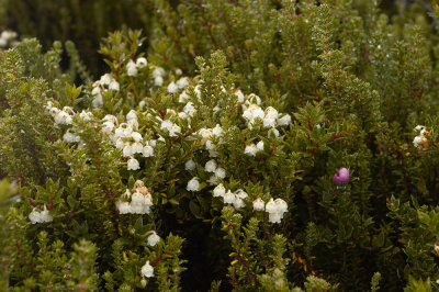 Flowering plant