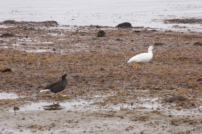 Magellan Geese
