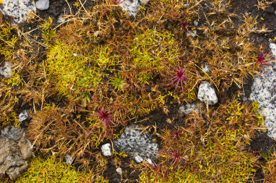 Moss