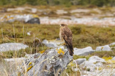 Caracara