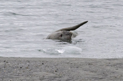 Sea Lion