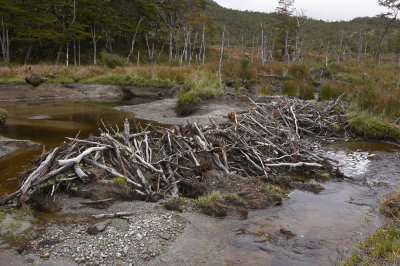 Beaver Dam