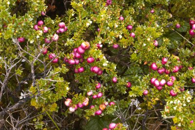 Plant with fruits