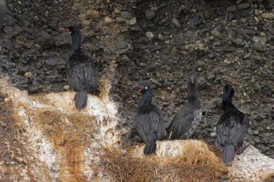 Rock Cormorant
