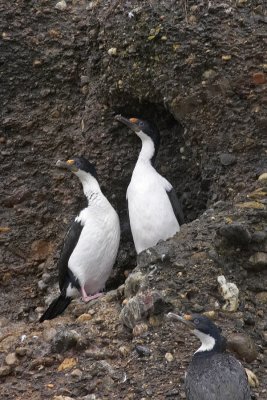 Imperial Shags