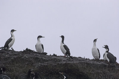 Imperial Shags