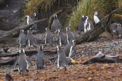 Magellanic Penguins