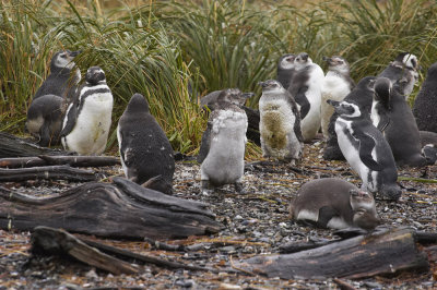 Magellanic Penguins