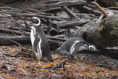 Magellanic Penguins