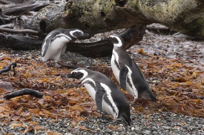 Magellanic Penguins