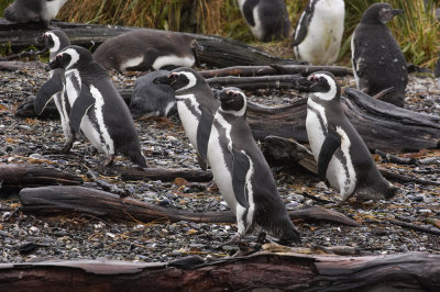 Magellanic Penguins