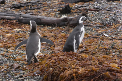 Magellanic Penguins
