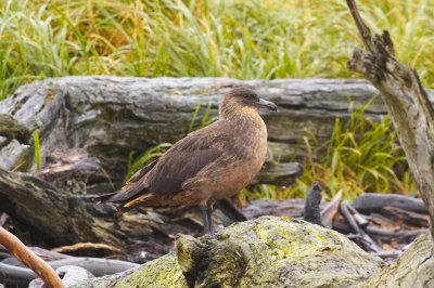 Gull