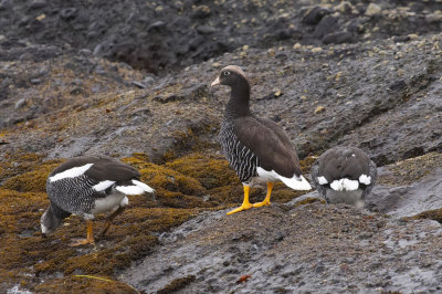 Magellan Geese