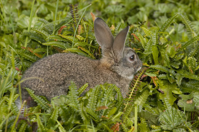 Rabbit