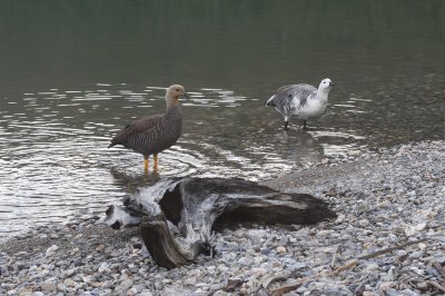 Magellan Geese at Lago Roca
