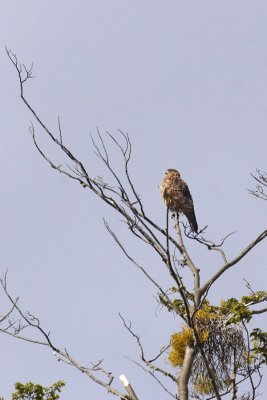 Caracara
