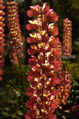 Lupine
