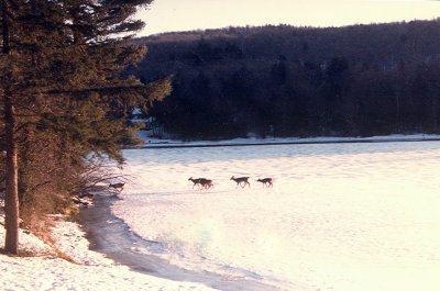 Valley Forge, NY