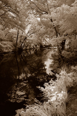 DSC_4335w.duotone.jpg