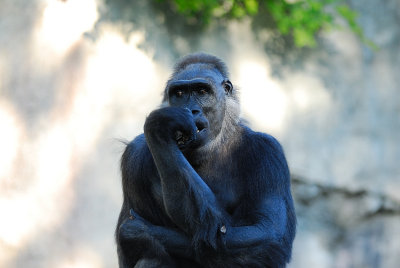 DSC_2332.jpg