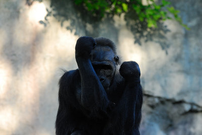DSC_2333.jpg