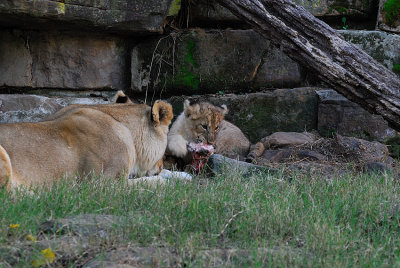 DSC_2349.jpg
