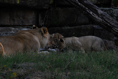 DSC_2350.jpg