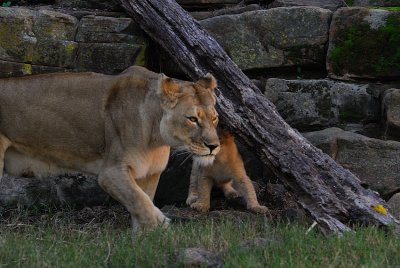 DSC_2356.jpg