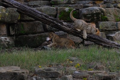 DSC_2378.jpg