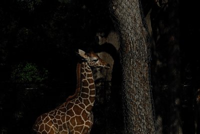 DSC_2416.jpg