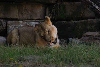 DSC_2426.jpg