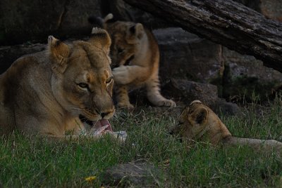 DSC_2431.jpg