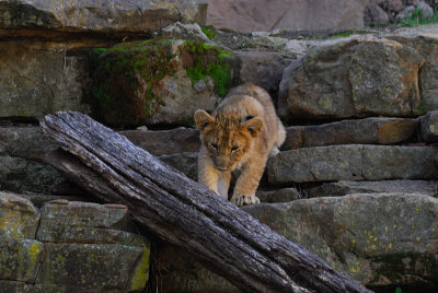DSC_2442.jpg