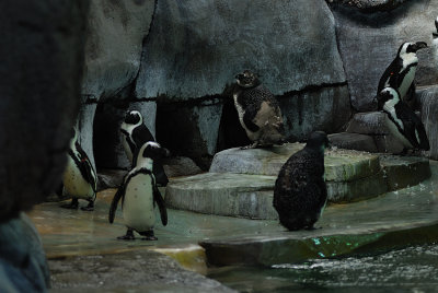 DSC_2458.jpg