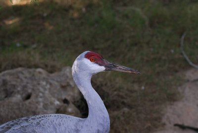 DSC_2468.jpg