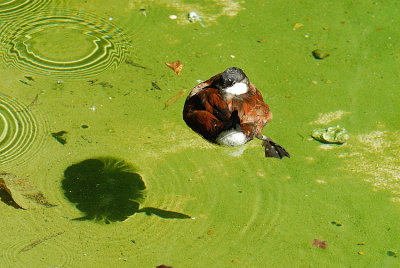 DSC_2474.jpg