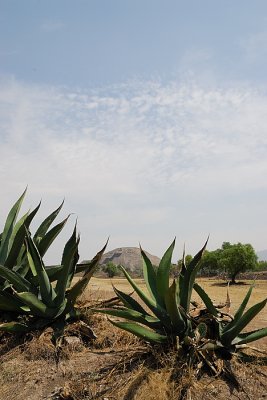 DSC_1215_204_w .jpg