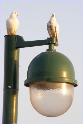 Image058.jpg