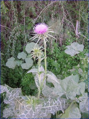 Image018.jpg