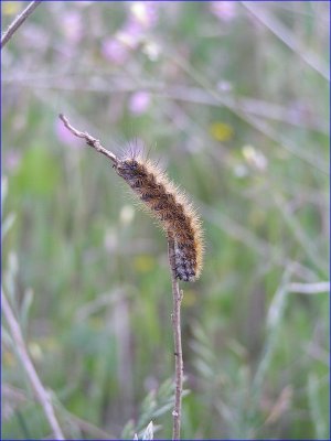 Image022.jpg