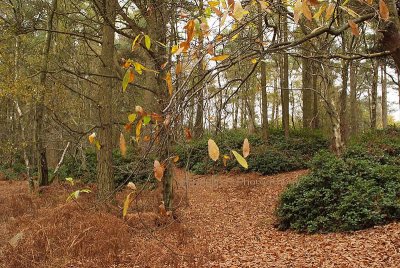 Leith Hill, Surrey