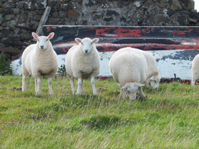 Sheep taken on a morning run in Staffin