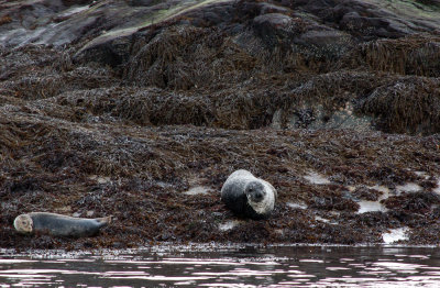 Seals seen from the shore near Loch Coruisk