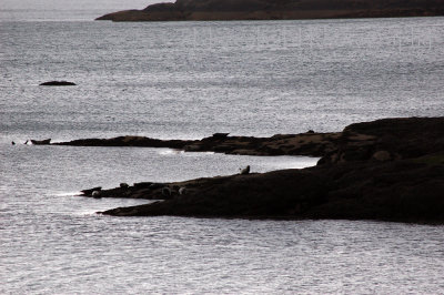 Seals seen on boat trip to Loch Coruisk