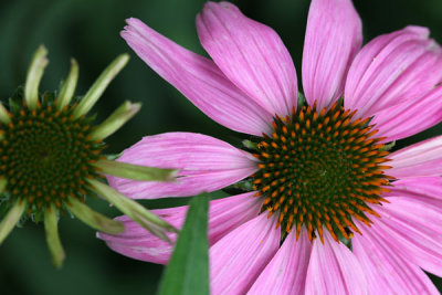 Echinacea blooms